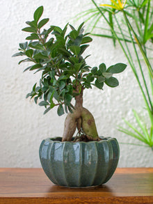 Ridged Green Ceramic Planter