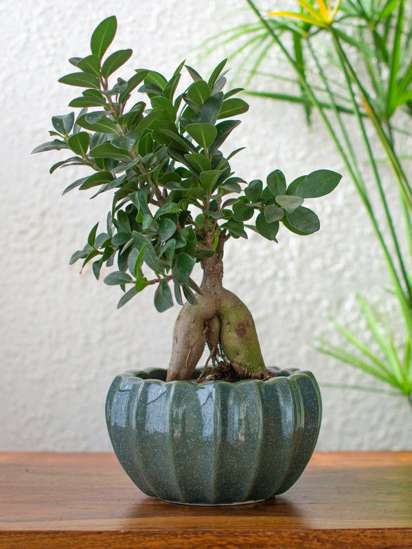 Ridged Green Ceramic Planter