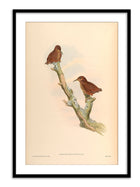 Wall Prints - Rimator Malacoptilus