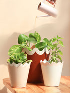 Scallop Metal Planter