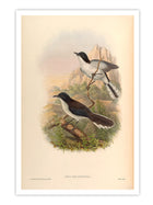 Wall Prints - Sibia Melanoleuca