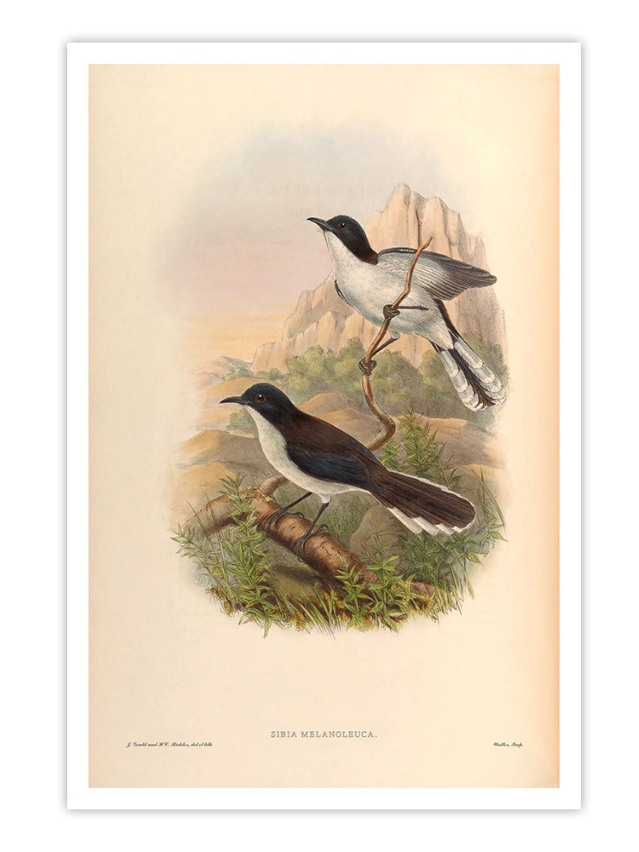 Wall Prints - Sibia Melanoleuca