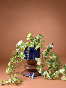 Small Well Planter