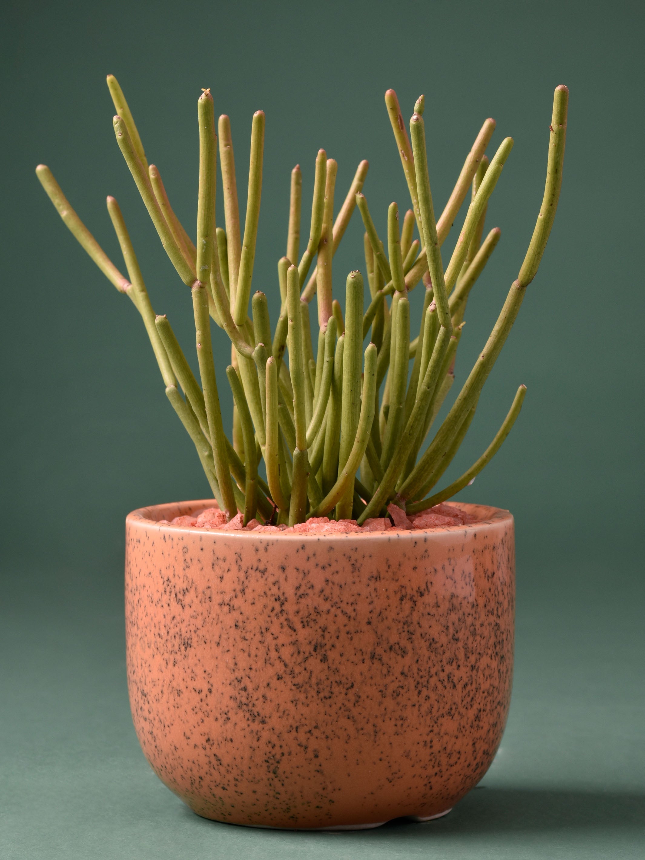 Speckled Round Ceramic Planter
