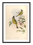Wall Prints - Spizixos Canifrons