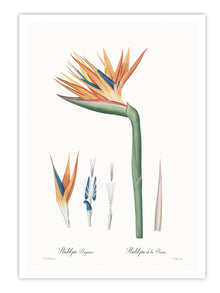 Wall Prints - Strelitzia reginoe