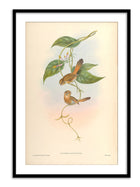 Wall Prints - Suthora Fulvifrous