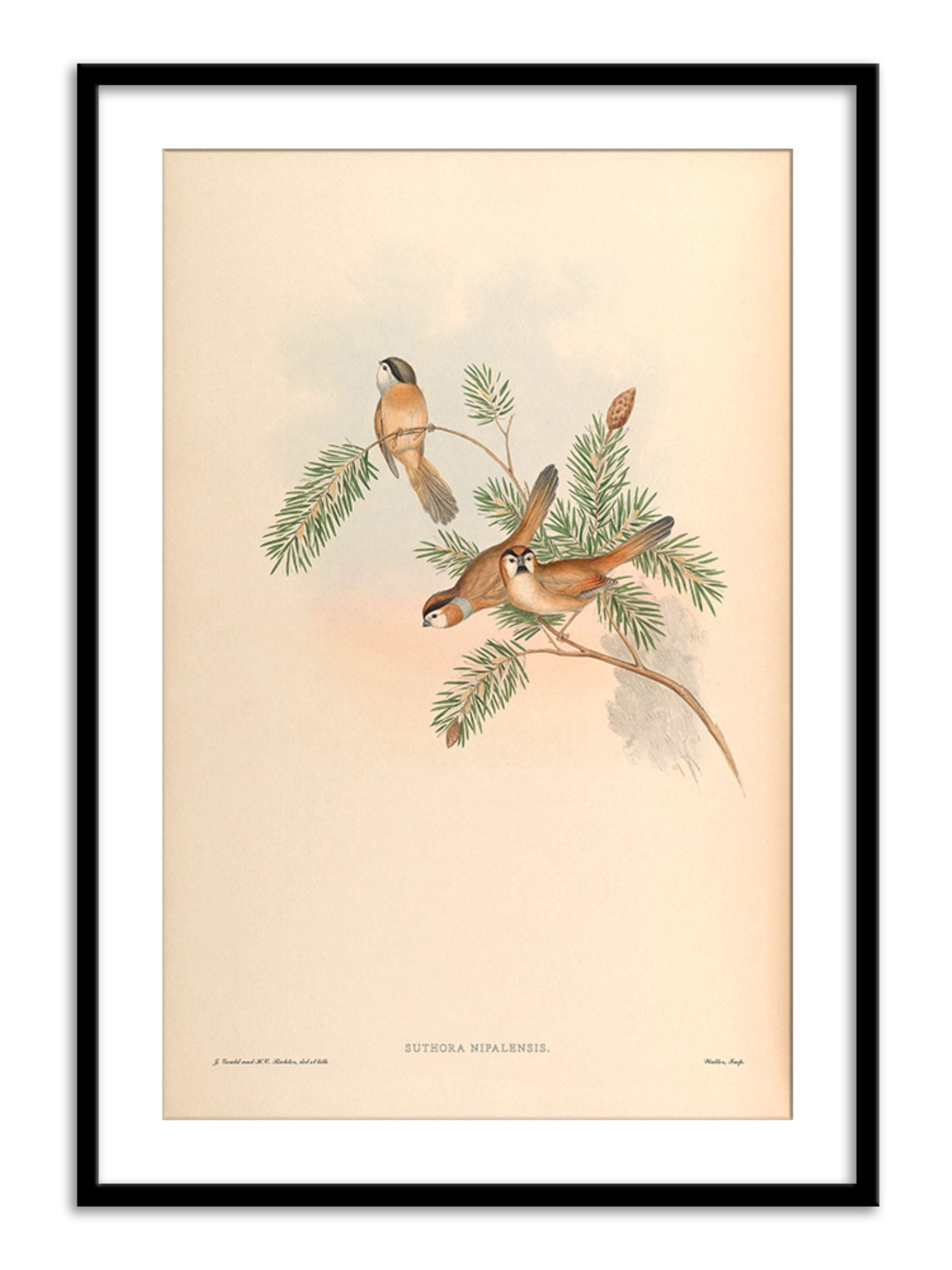 Wall Prints - Suthora Nipalensis