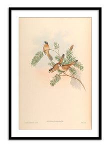 Wall Prints - Suthora Nipalensis