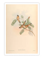 Wall Prints - Suthora Nipalensis