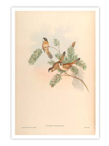 Wall Prints - Suthora Nipalensis