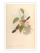 Wall Prints - Suthora Webbiana