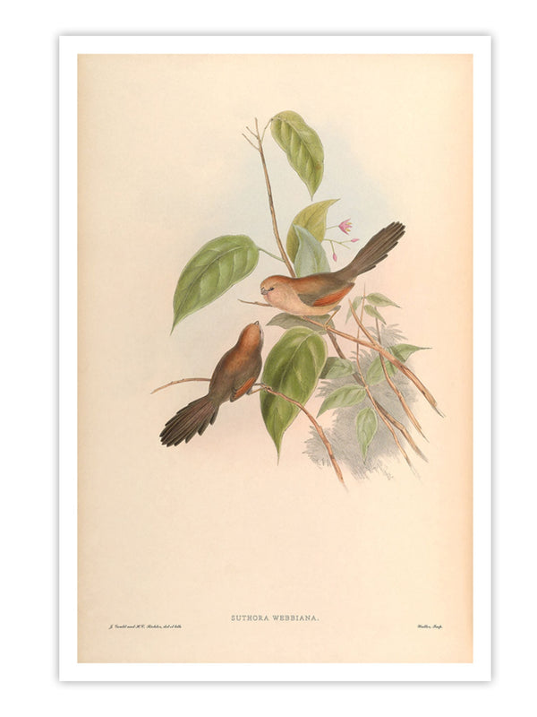 Wall Prints - Suthora Webbiana