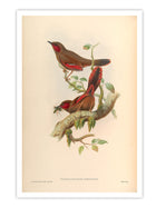 Wall Prints - Trochalopteron Phoeniceum