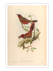 Wall Prints - Trochalopteron Phoeniceum