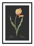 Wall Prints - Tulipa gesneriana - Dark