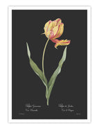 Wall Prints - Tulipa gesneriana - Dark