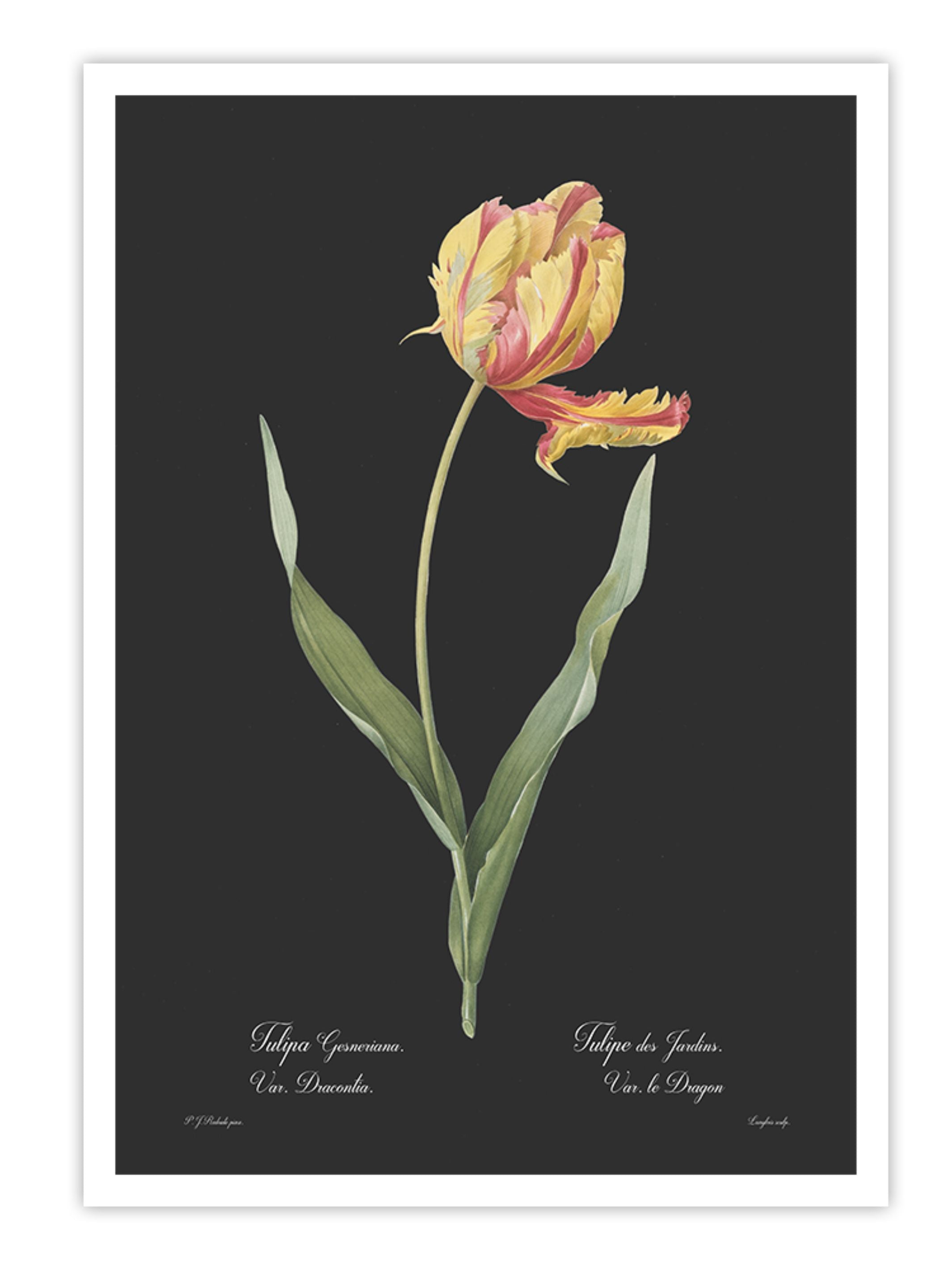 Wall Prints - Tulipa gesneriana - Dark