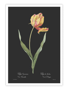 Wall Prints - Tulipa gesneriana - Dark