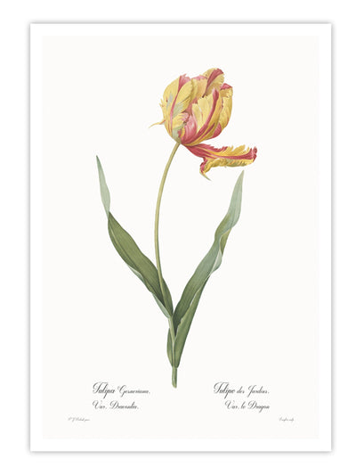 Tulipa gesneriana Wall Prints