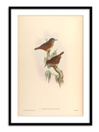 Wall Prints - Turdinus Brevicaudatus