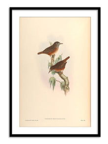 Wall Prints - Turdinus Brevicaudatus