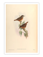 Wall Prints - Turdinus Brevicaudatus