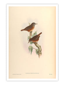 Wall Prints - Turdinus Brevicaudatus