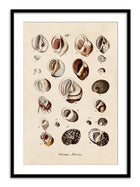 Wall Prints - Volvata - Nerita
