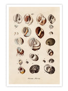 Wall Prints - Volvata - Nerita
